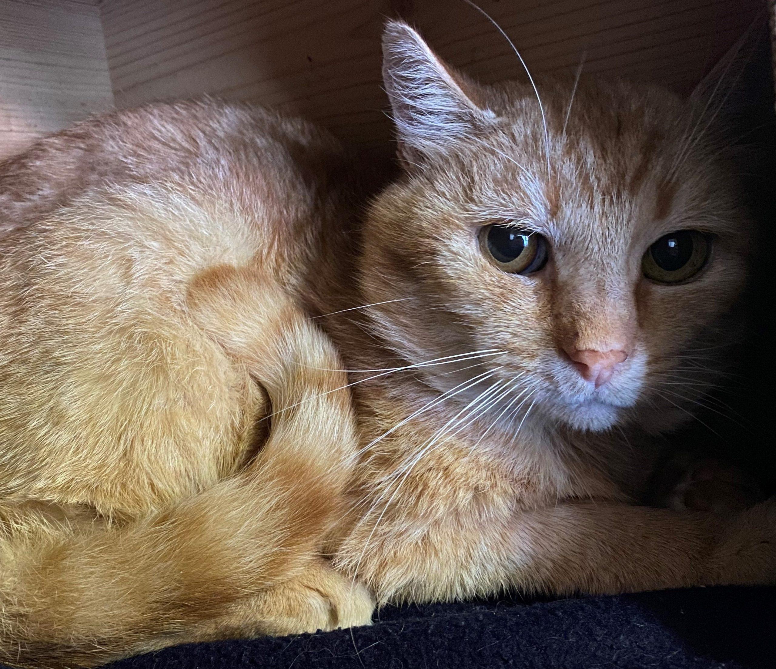 Gavroche (Europäisch Kurzhaar) im Tierheim Karlsruhe