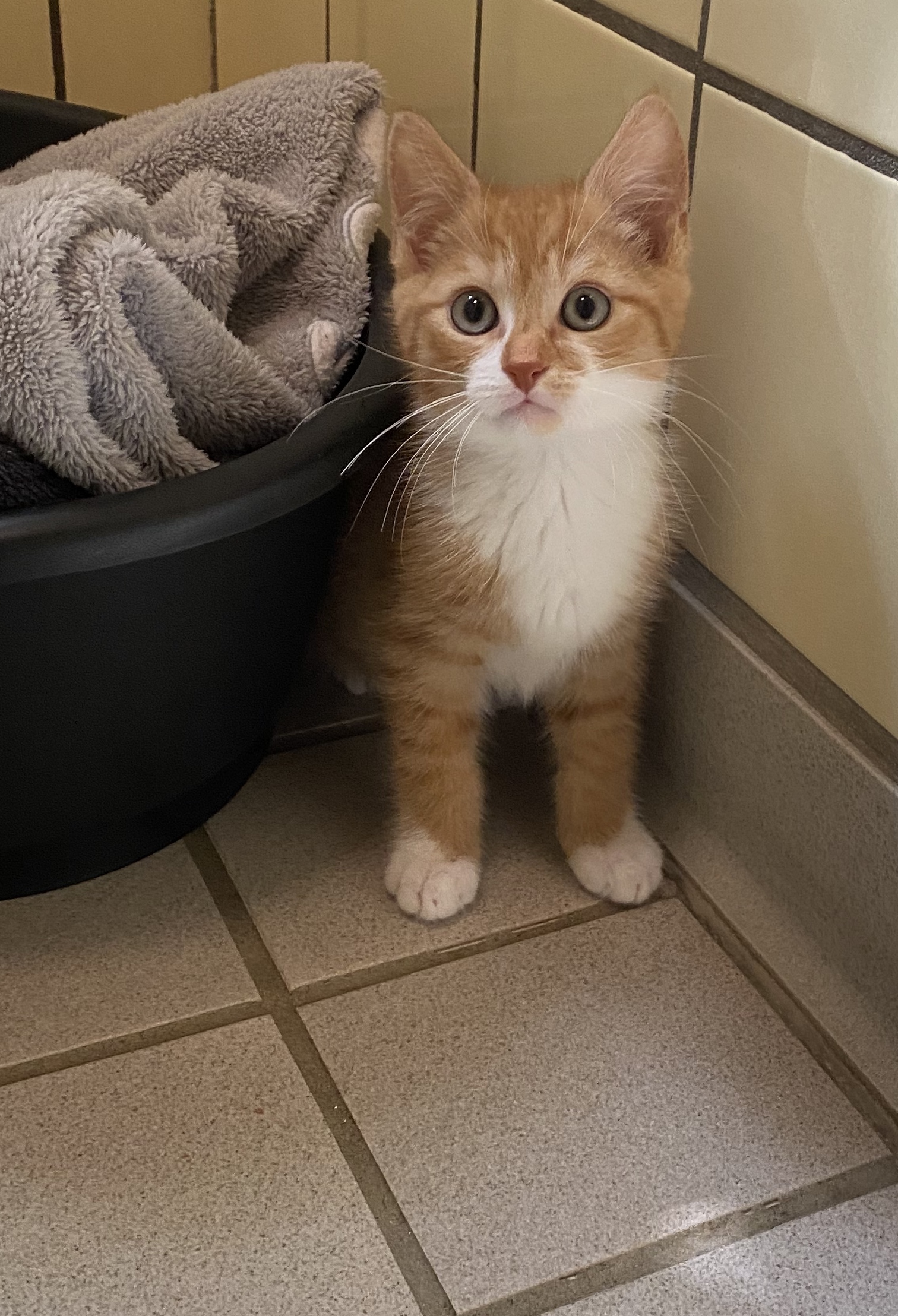 Aki und Goku (2x Europäisch Kurzhaar) im Tierheim Karlsruhe