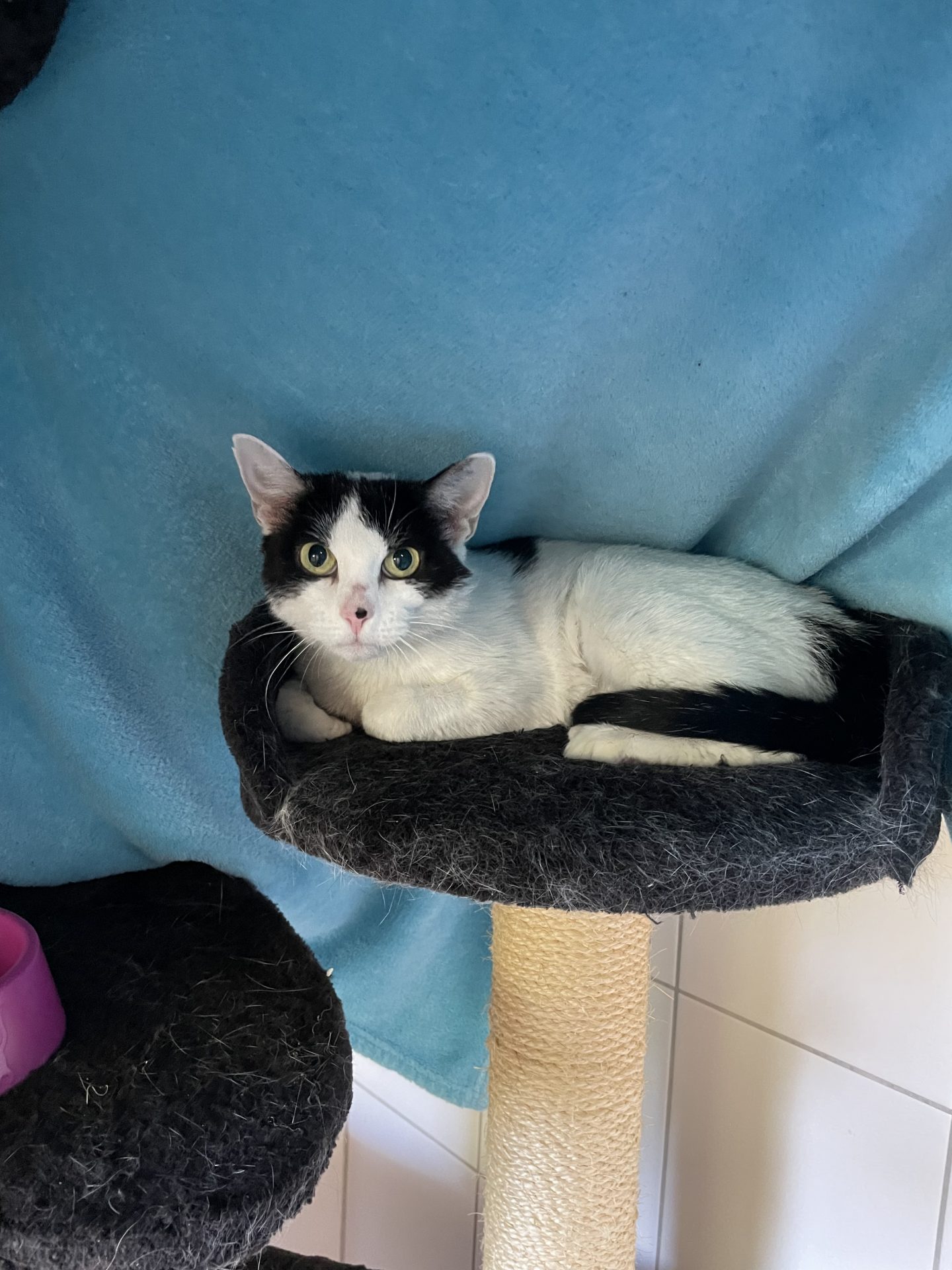Katzen Tierheim Mannheim