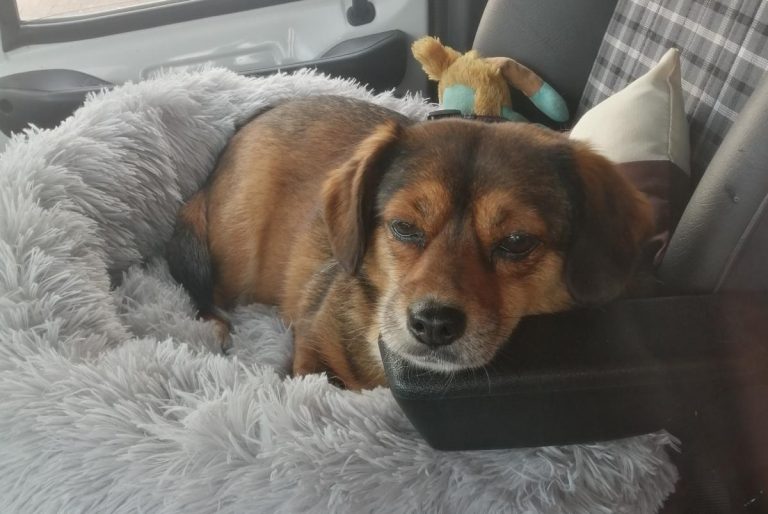 Muddi Tierheim Soest