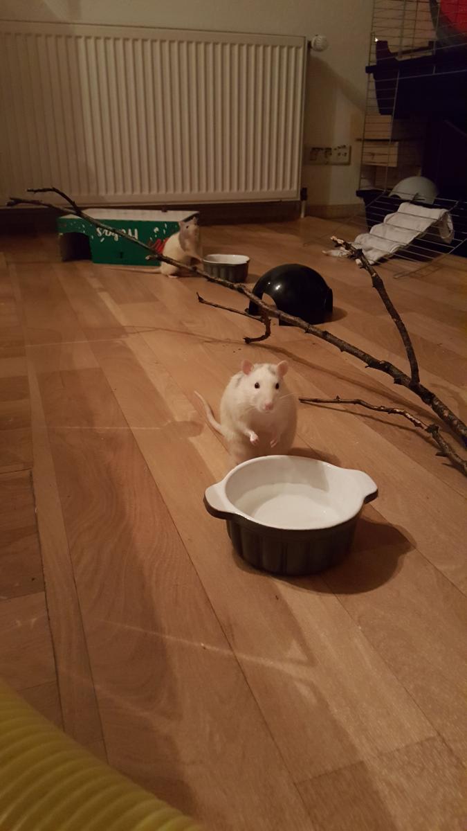 Farbratten im Glück Tierheim Soest