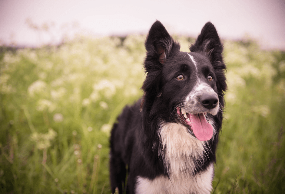Tierheim Weinheim vom Tierschutz Weinheim und Umgebung e.V.