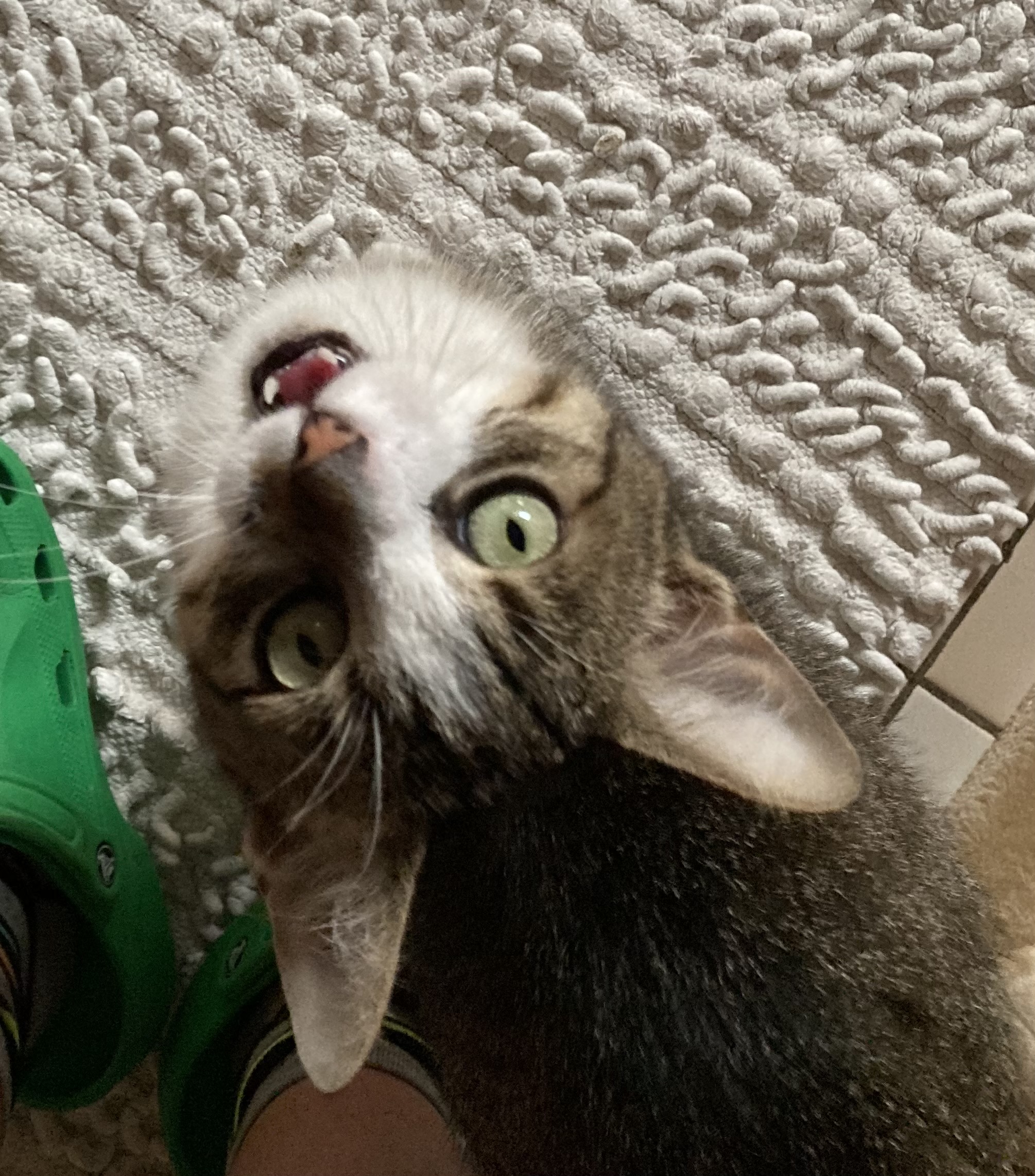 Unsere Katzen Tierheim Weinheim