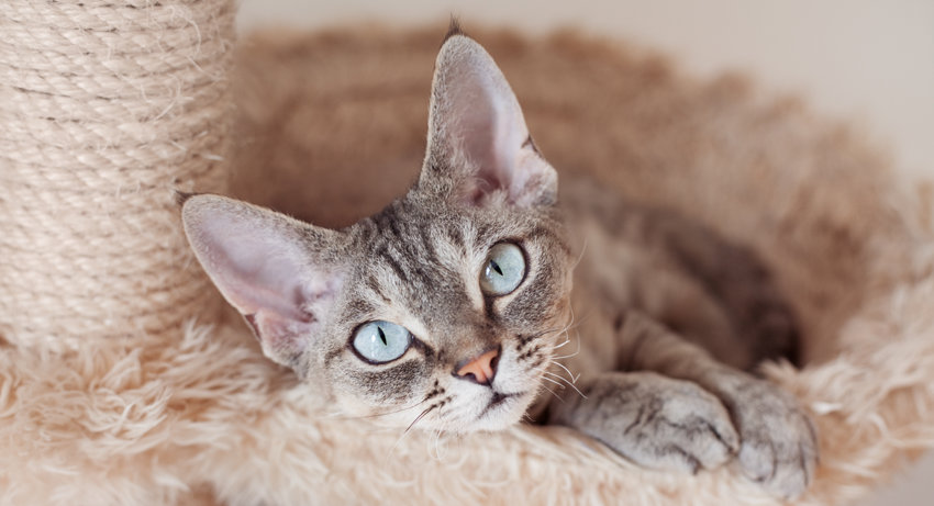 Devon Rex aus dem Tierheim 🅾️