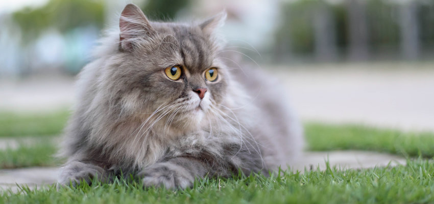 Perserkatze aus dem Tierheim 🅾️