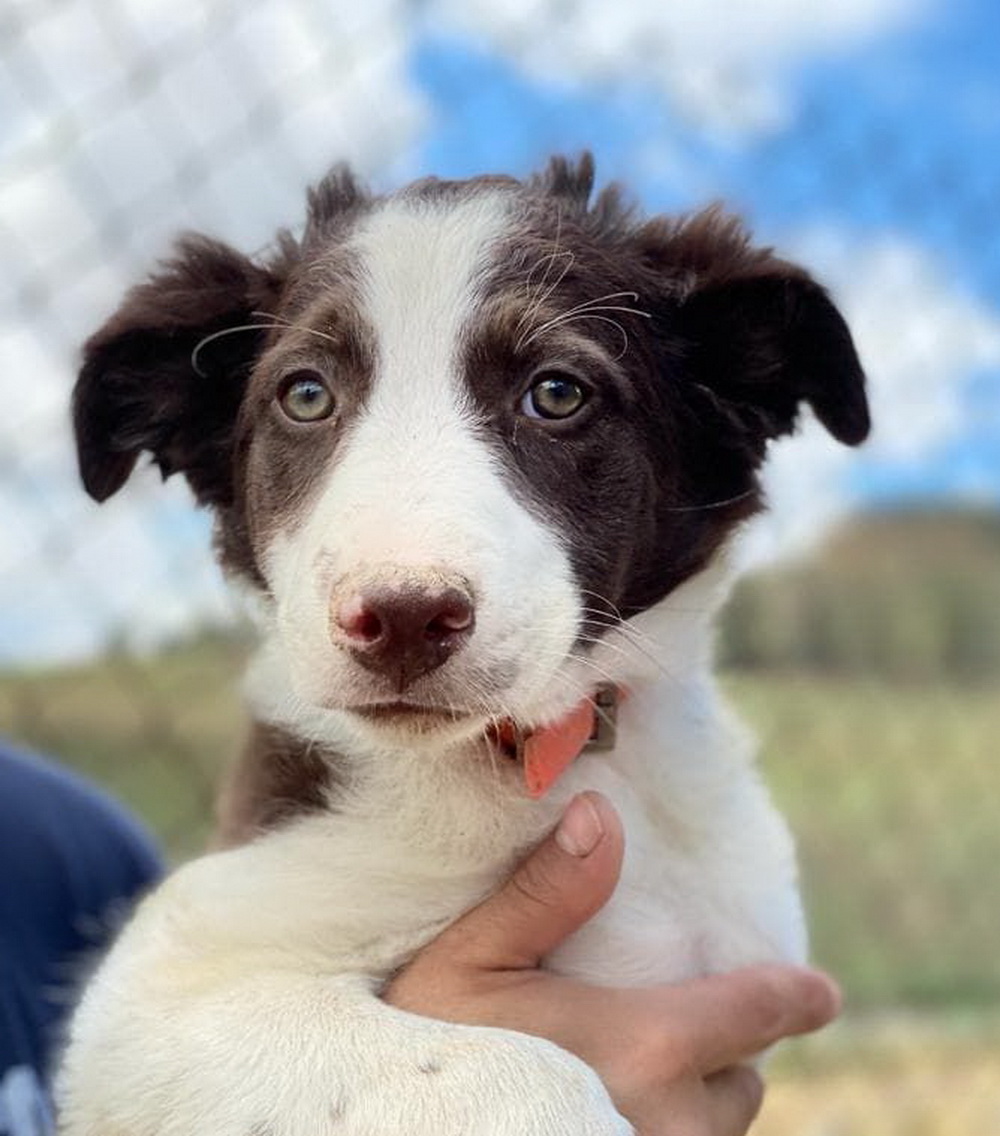 19+ schön Bild Hunde Aus Spanien Suchen Ein Zuhause Zuhause Gesucht Dieser hund kommt