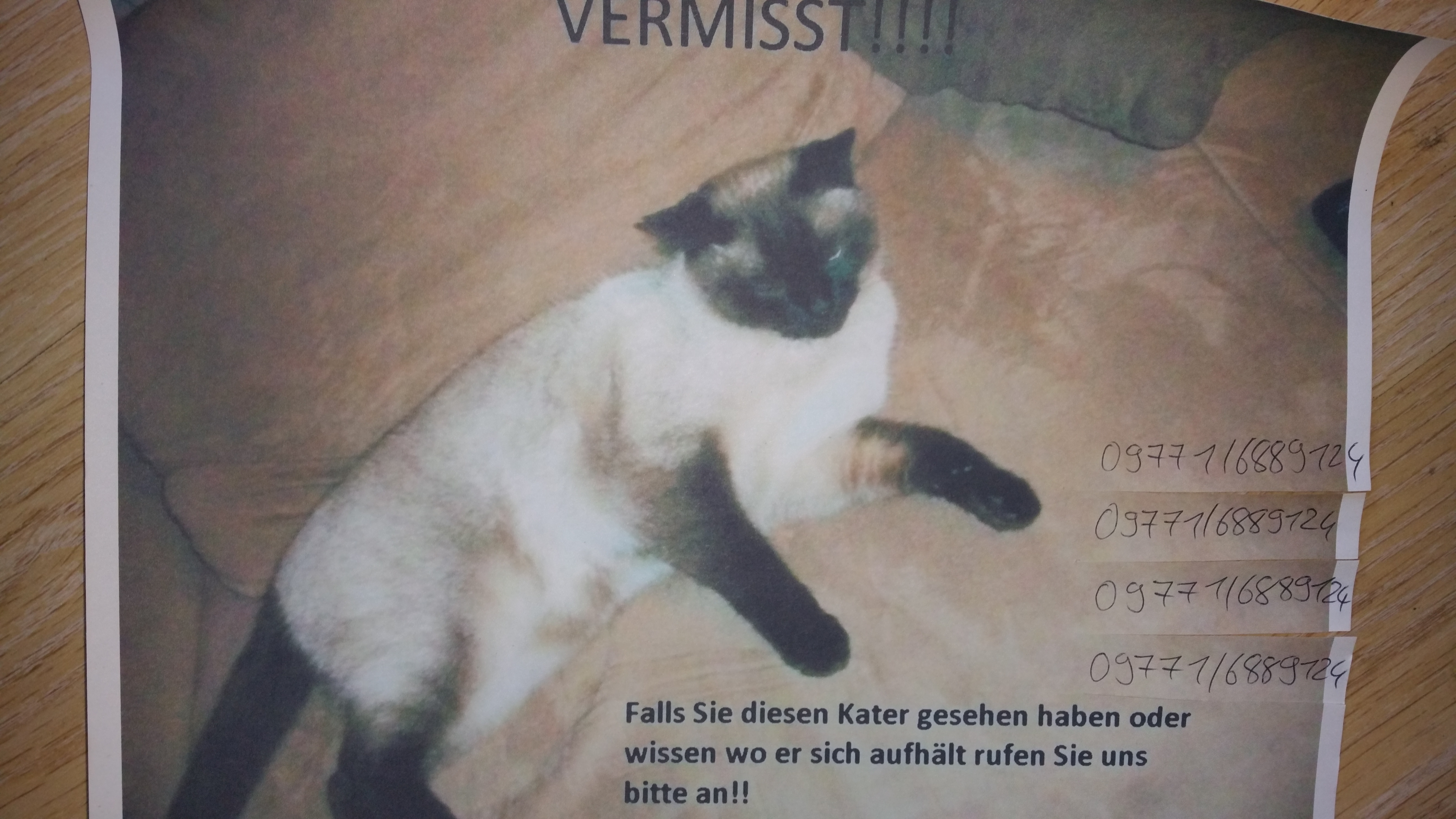Siam Thai Kater Werner in Mühlbach schmerzlich vermisst