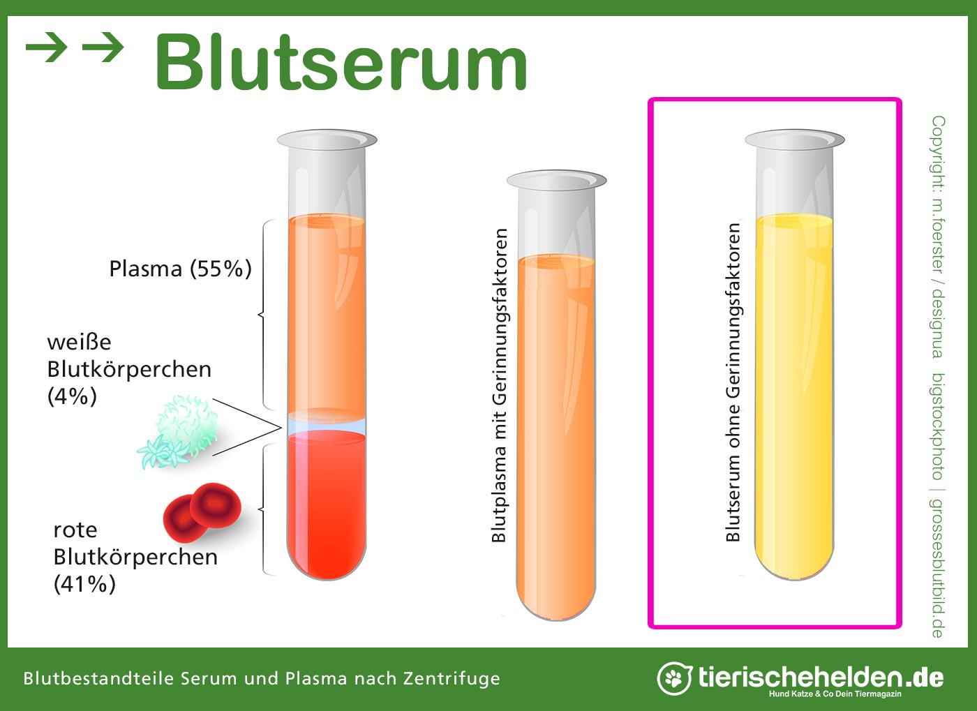 Blutserum bei Tieren Hunden, Katzen und Pferd » Tierischehelden