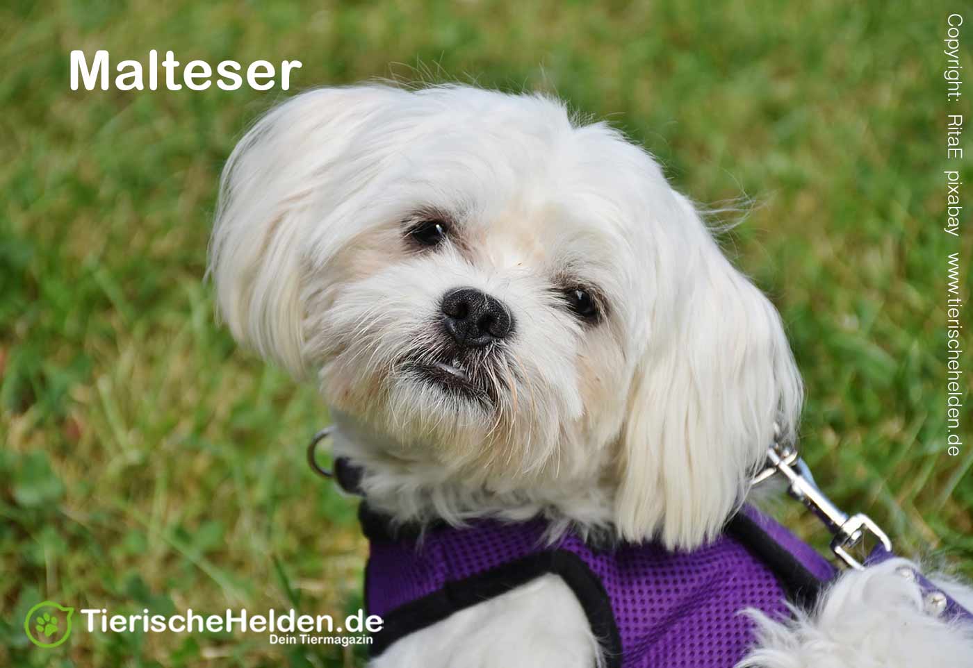 Hunde Welpen Zeichnen Leicht