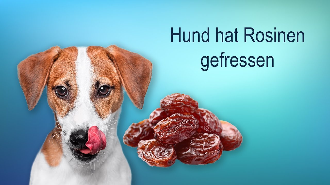 Warum Weintrauben und Rosinen giftig für Hunde sind