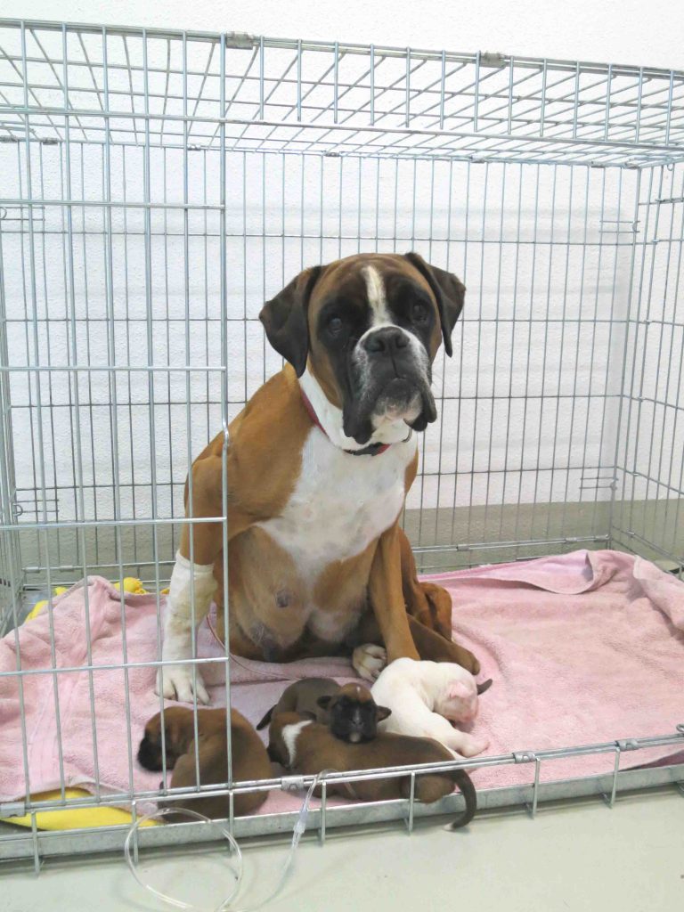 Spezialgebiete Tierklinik Ismaning