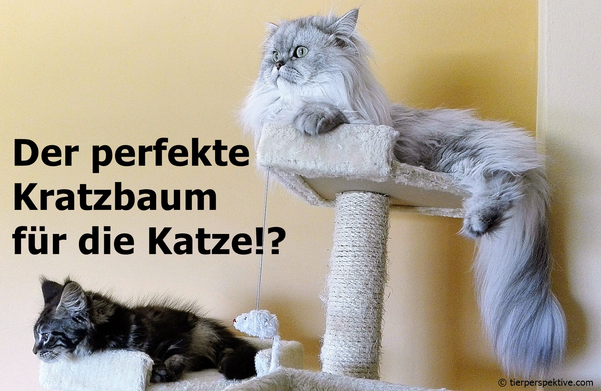 Welchen Kratzbaum mögen Katzen? Artgerechter Katzen Kratzbaum!