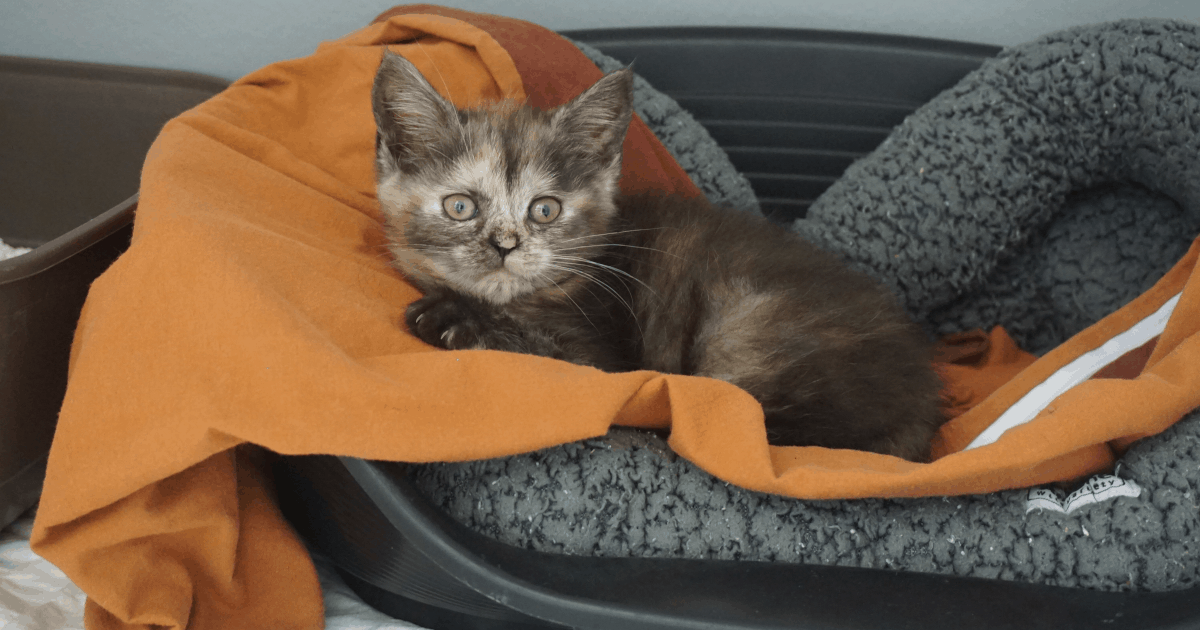 62 Katzen aus Wohnung gerettet TierQuarTier Wien