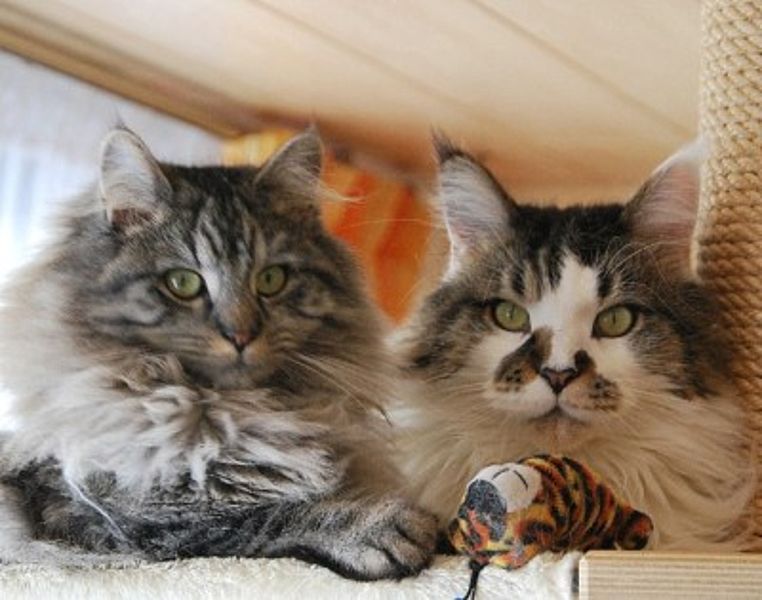 64 Tierheim Deggendorf Katzen