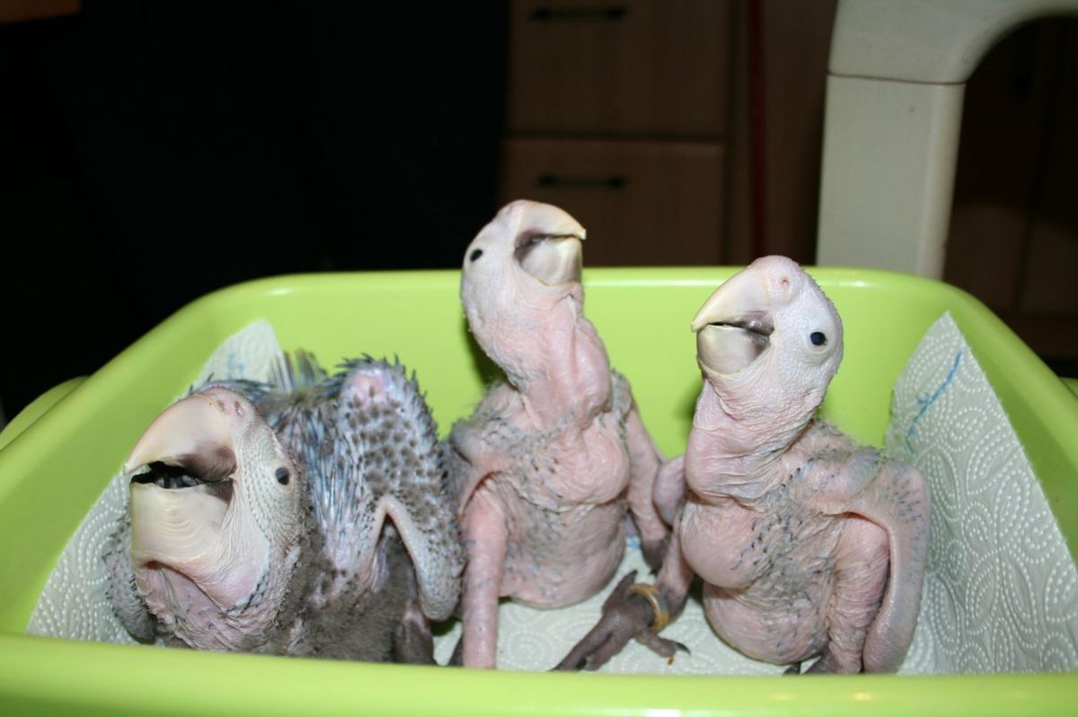 Aufzucht TierWohlLeben e.V.