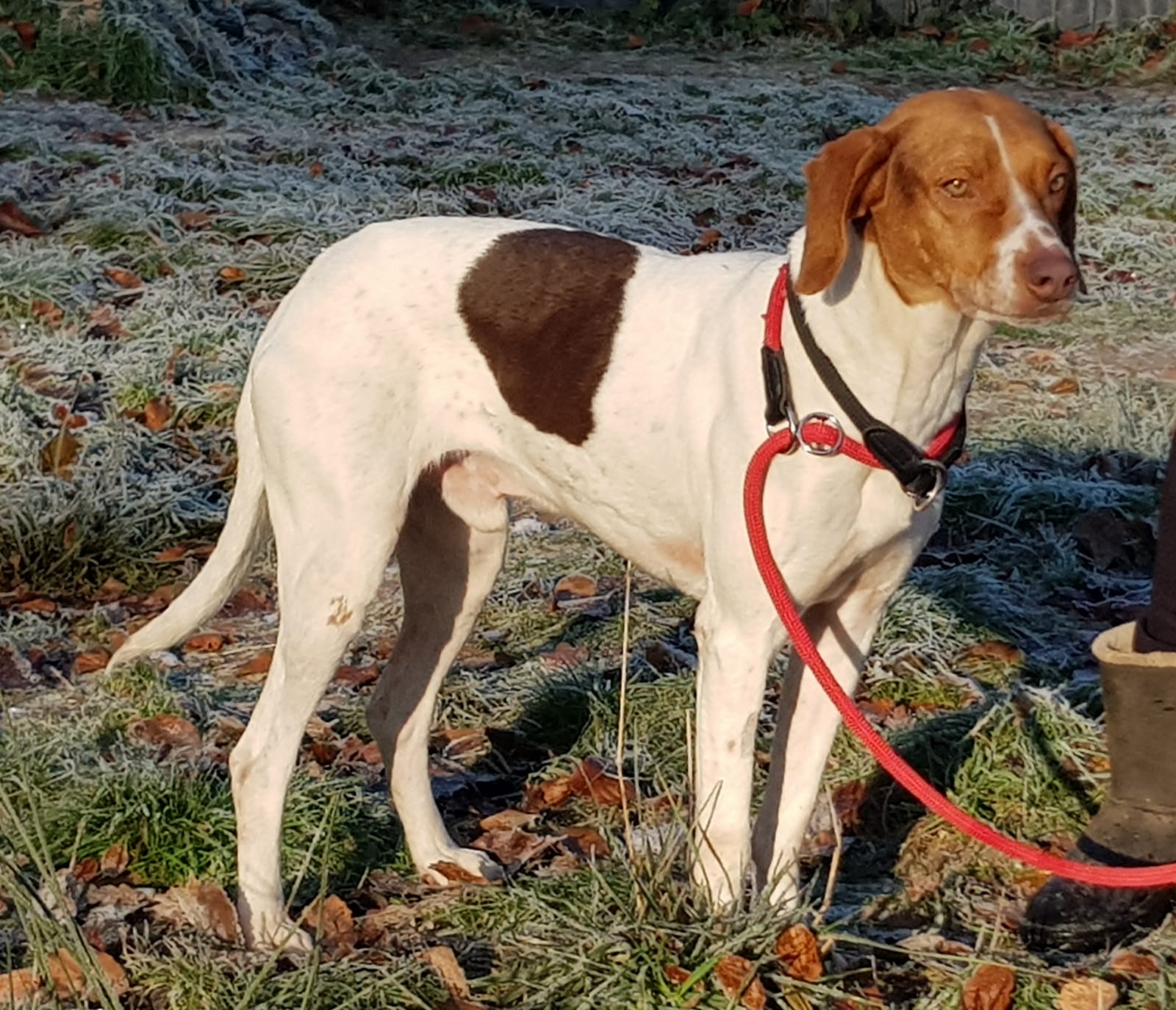 Entzückender Mosco tierwork e.V.