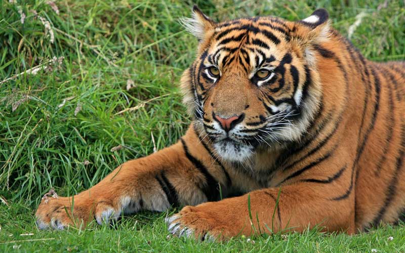 Tigre de Sumatra Tigres Información y Características