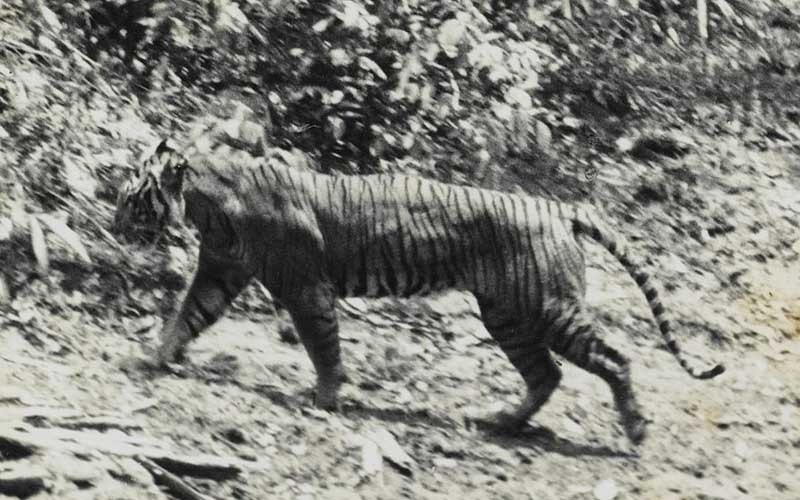 Extinct Tiger Species