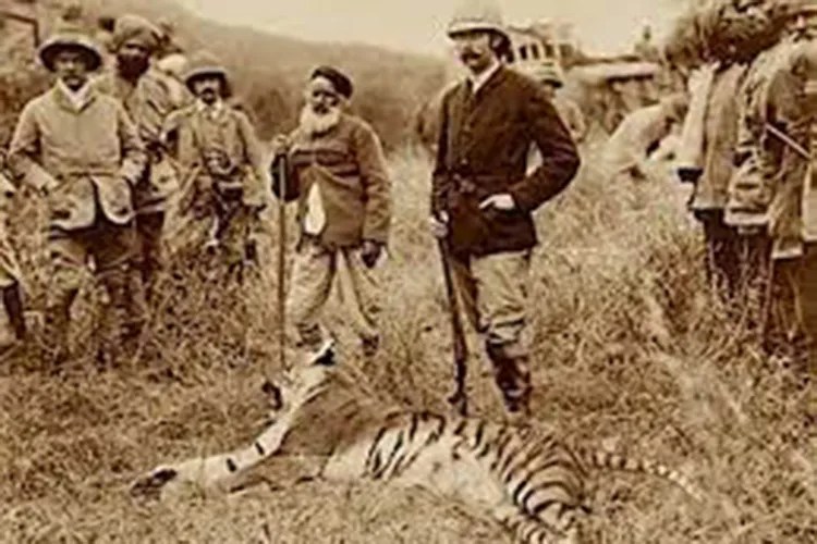 History of the Tiger in India Tiger Safari India
