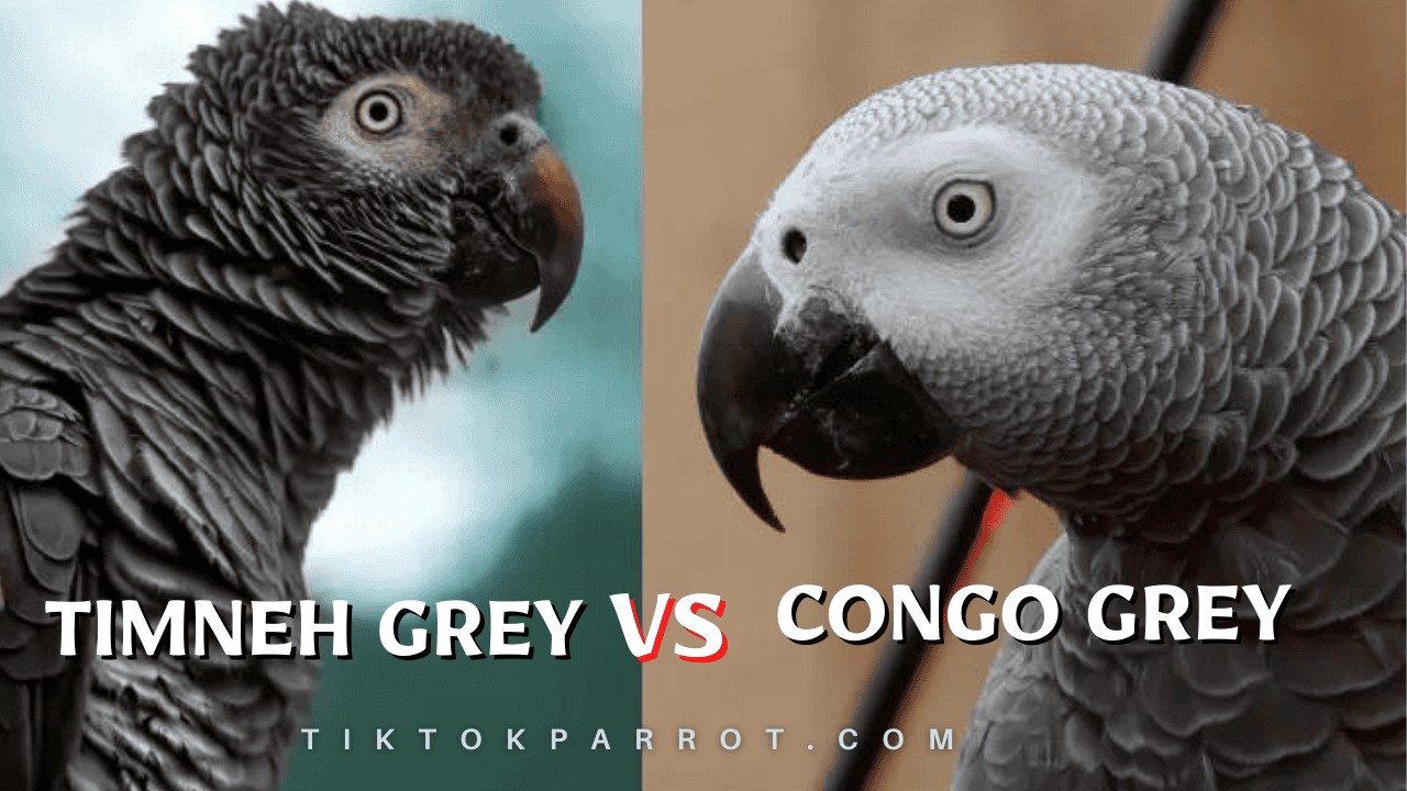 African Grey Parrot Price & Owning Cost TikTok Parrot