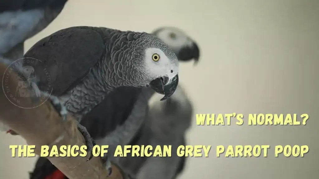 The Scoop on African Grey Parrot Poop A Fascinating Guide for Pet Owners