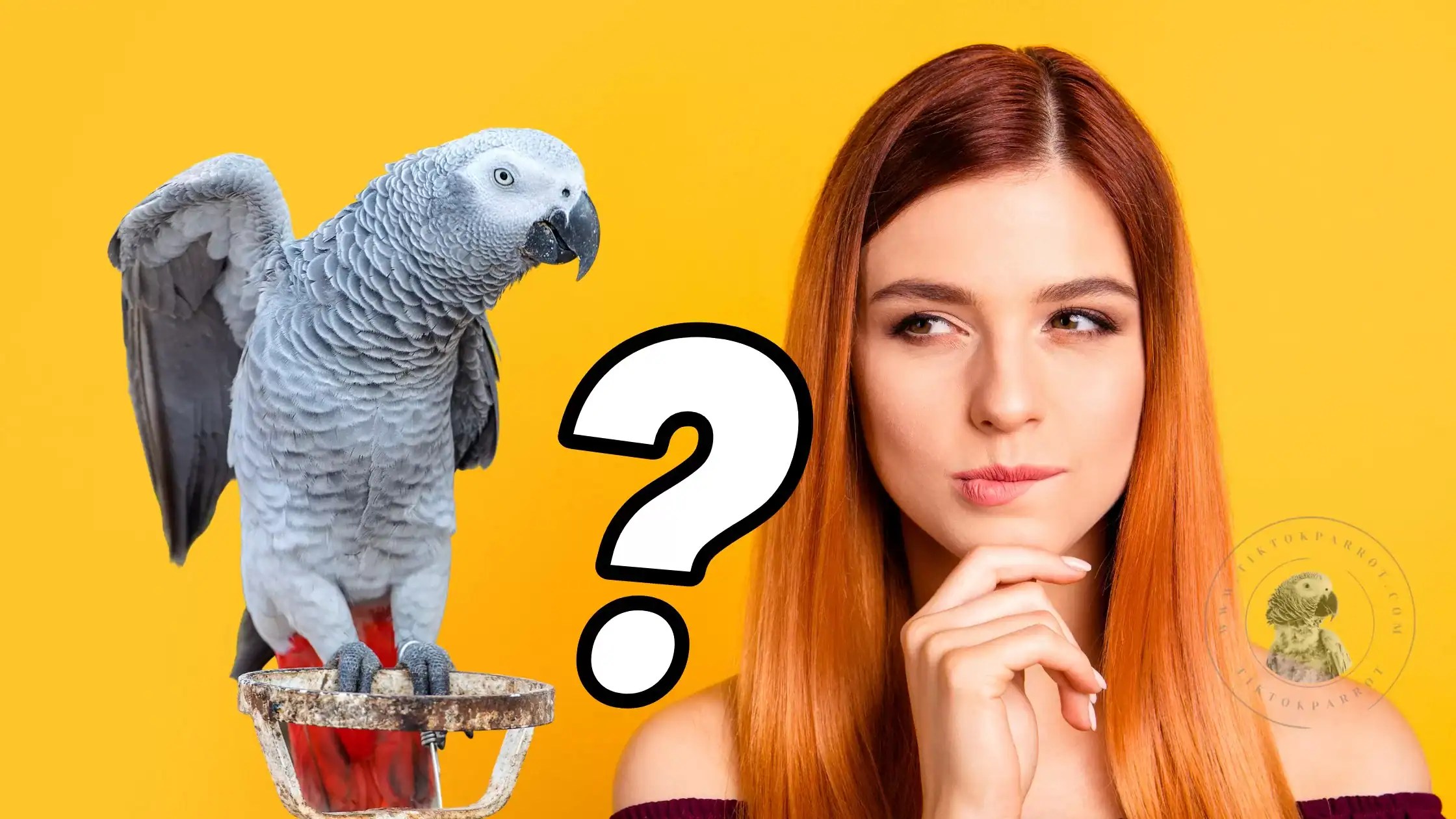 Sexual Differences in African Grey Parrots TikTok Parrot