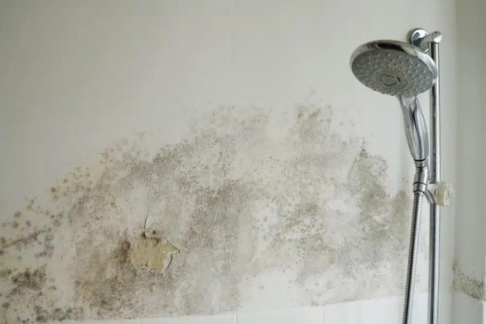 10 Signs of a Leaking Shower Tile Rescue