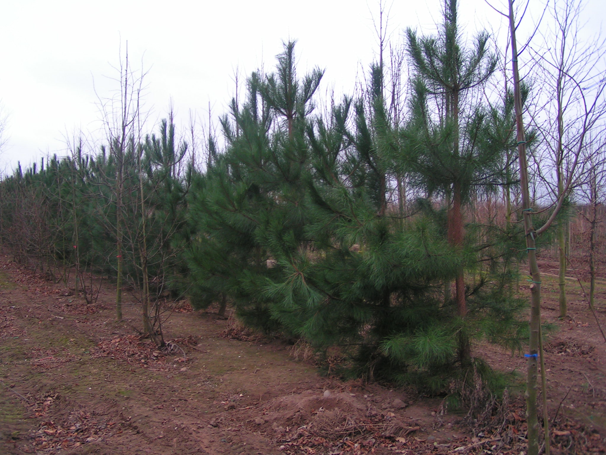 Wood properties and uses of Scots Pine in Britain Tilhill Forestry