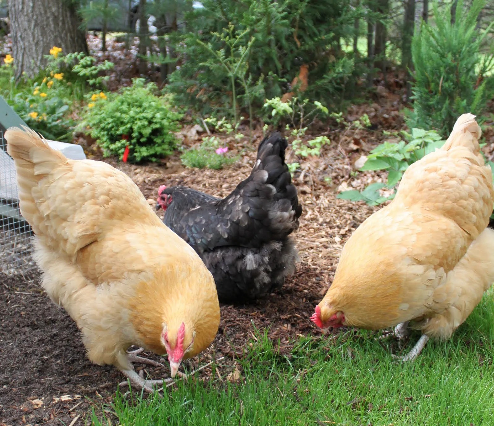 It's Okay, I Speak Chicken Tilly's Nest