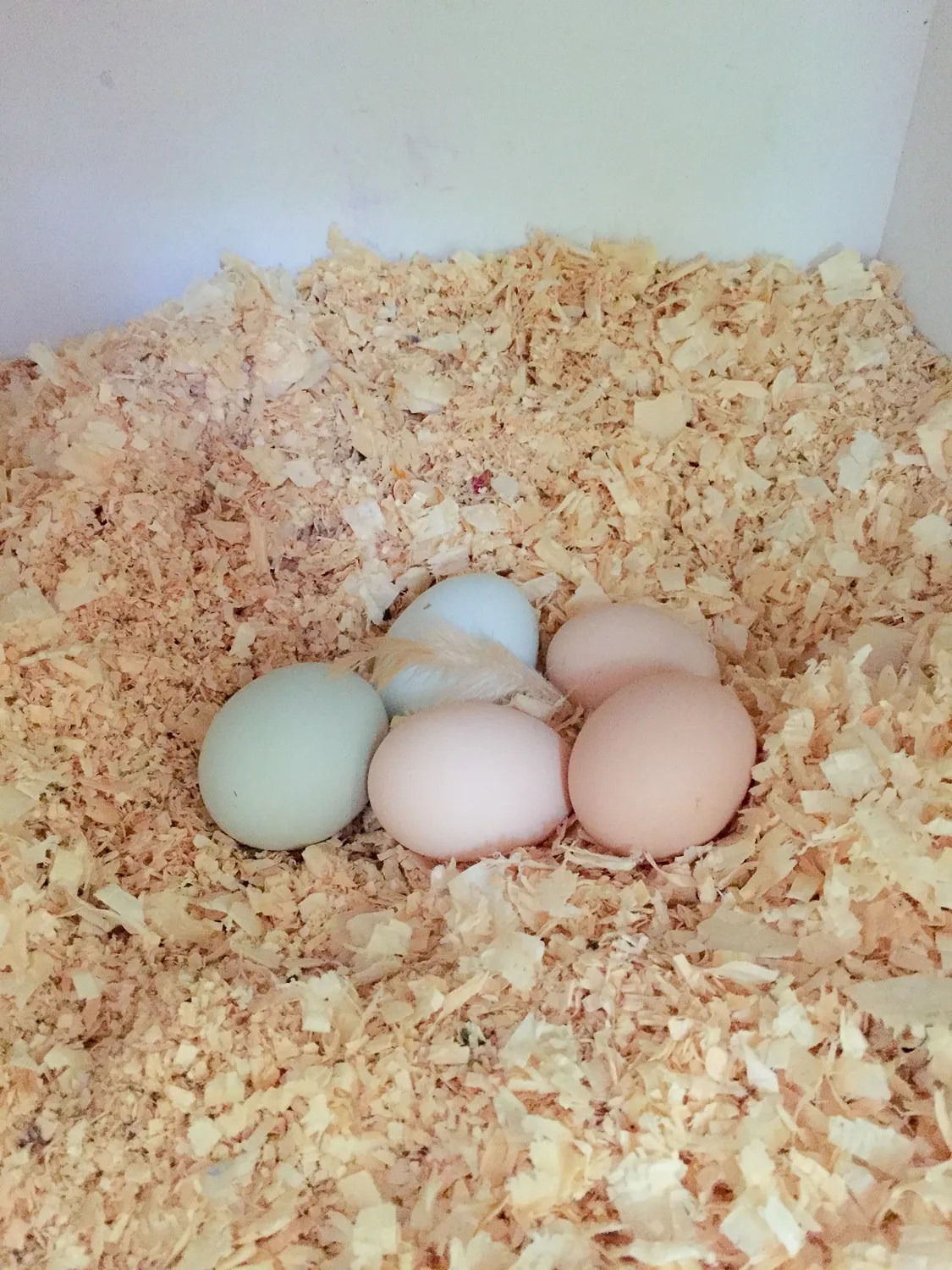 7 Secrets to Clean Chicken Eggs Tilly's Nest