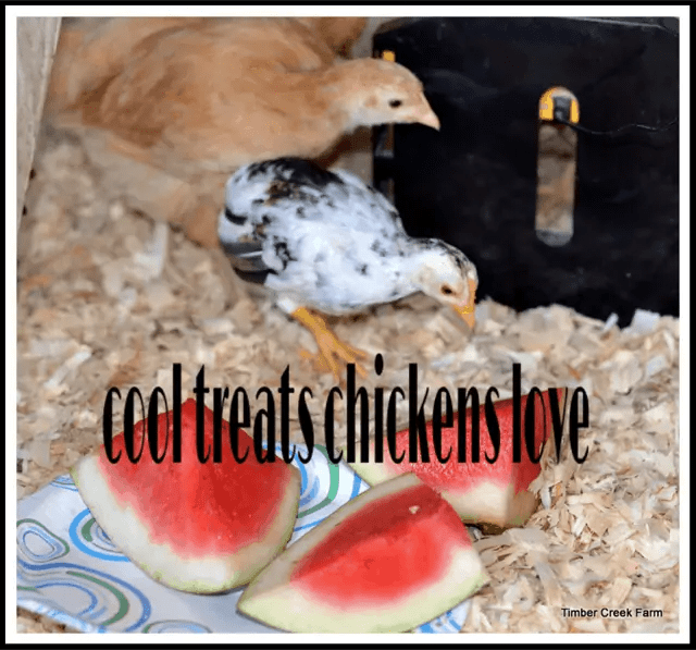 Cool Treats Chickens Love Timber Creek Farm