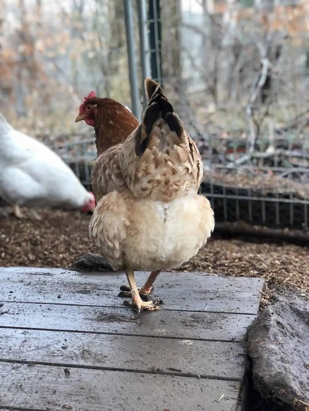 Muddy Chicken Run Solution at Margaret Hagan blog