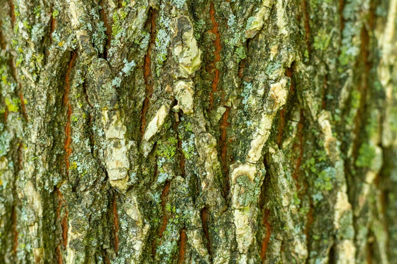 Elm Firewood Is It Any Good? Timber Gadgets