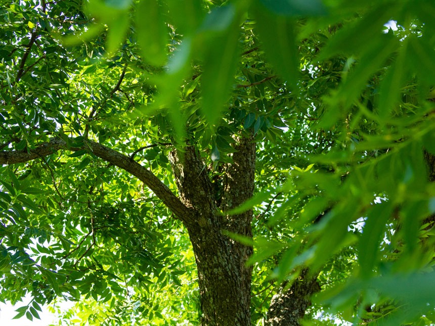 Pecan Firewood How Good Is It? Timber Gadgets