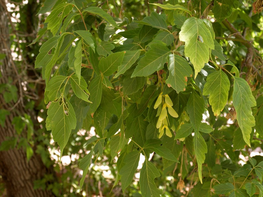 Boxelder Firewood Guide Timber Gadgets