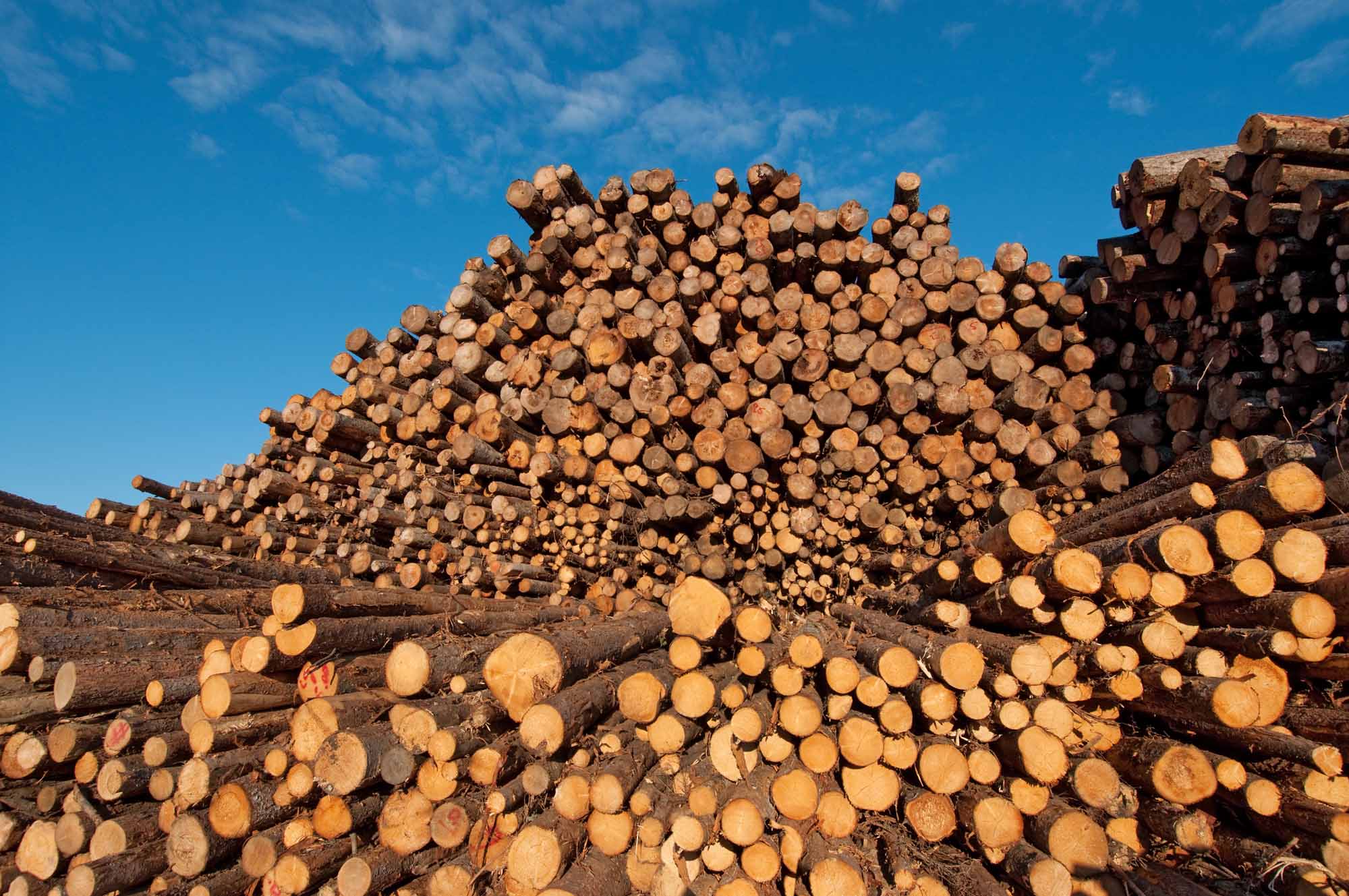 India's timber import market in crisis Timber Industry News