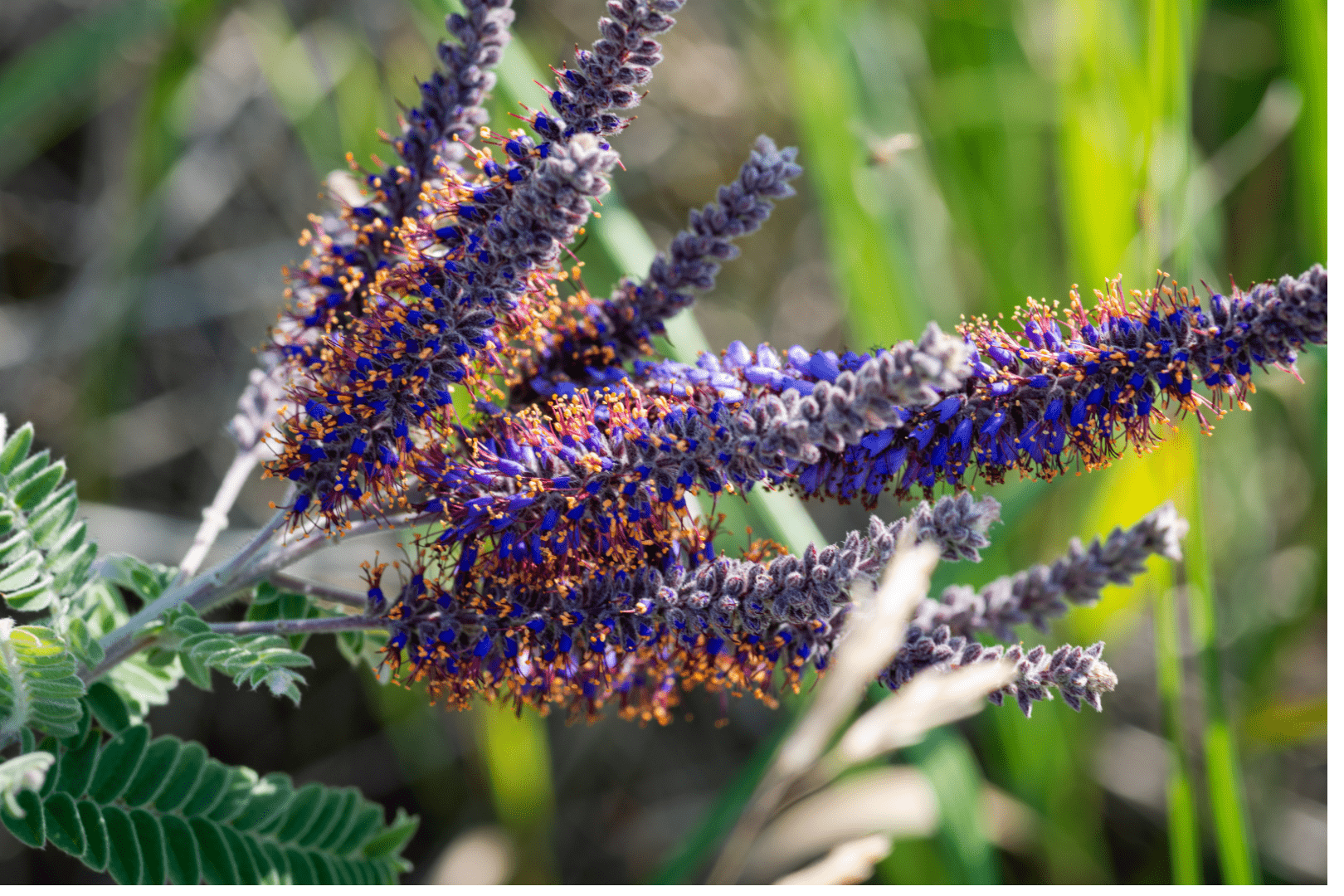 The Best Plants for Xeriscaping Timberline Landscaping