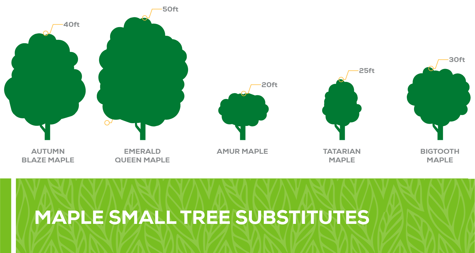Choosing the Right Size Tree for Your Colorado Springs Landscape