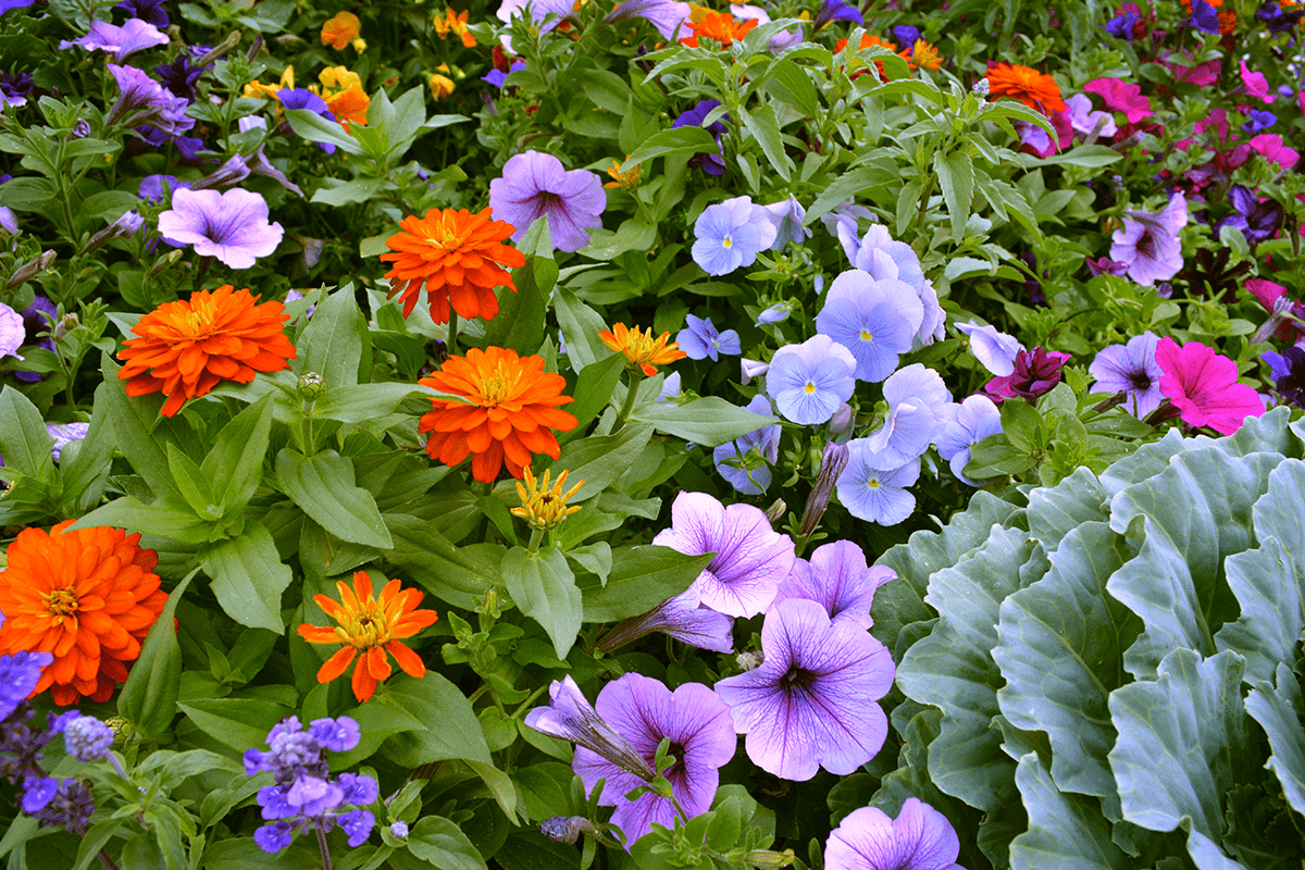 Colorado Springs Bloom Guide Timberline Landscaping