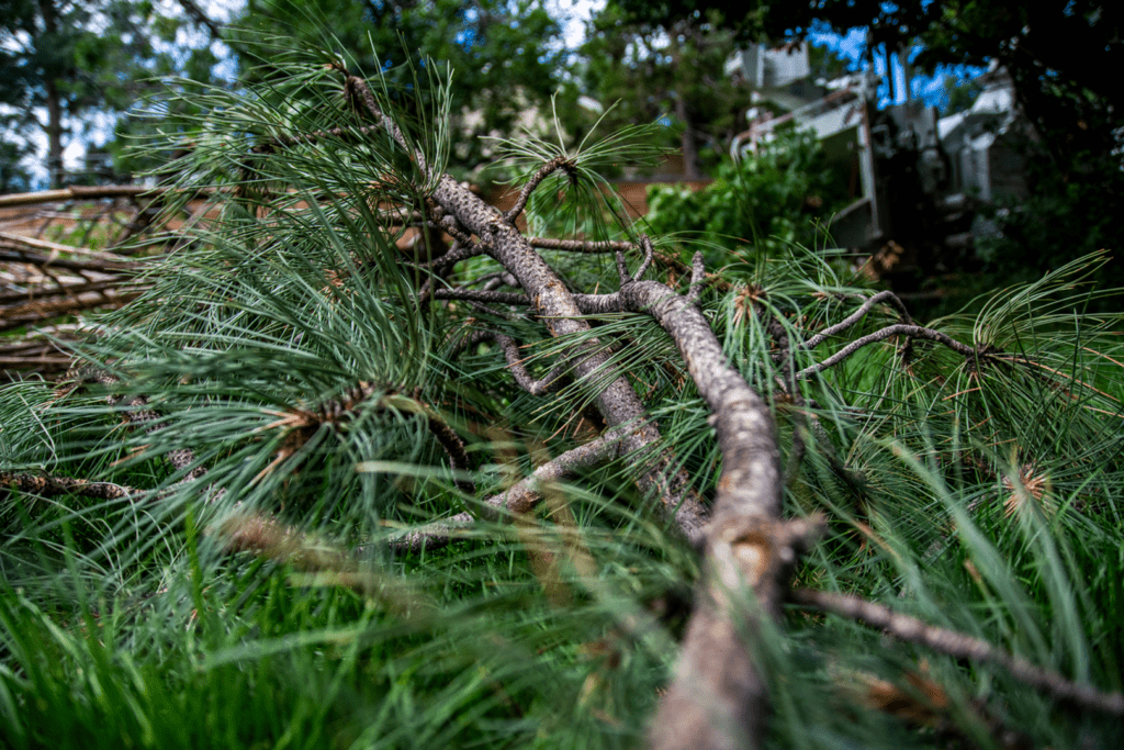 Tree Care & Plant Health Archives Timberline Landscaping