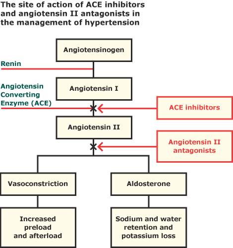 Mechanism of Action of ACE inhibitors in Heart Failure and MI | Time of