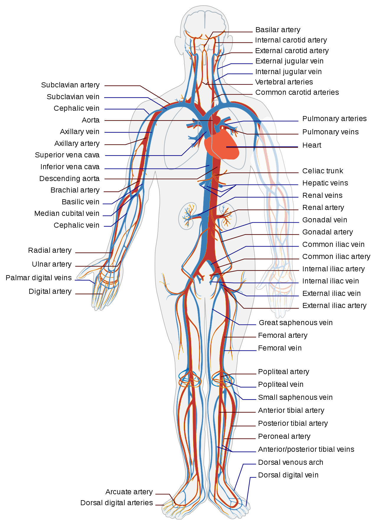 the-circulatory-system-cardiovascular-system-time-of-care