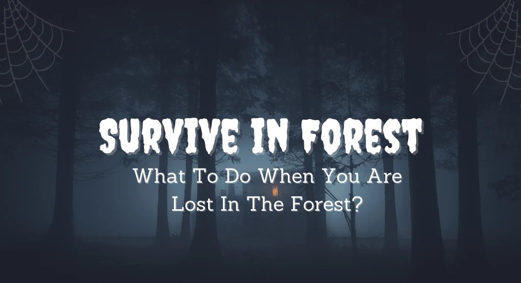 What To Do When You Are Lost In The Forest? Time Of Info