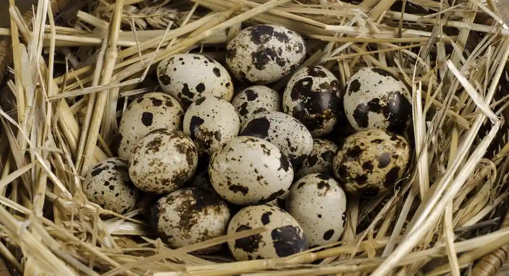 How to Select the Best Quail Eggs for Successful Hatching?