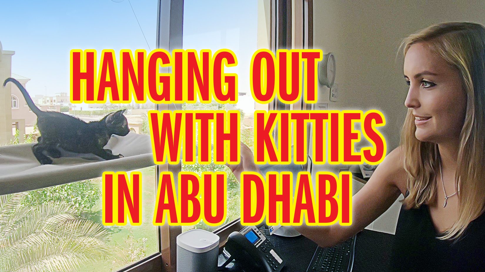 We meet cute kitties at an Abu Dhabi vets Things To Do Time Out Abu Dhabi