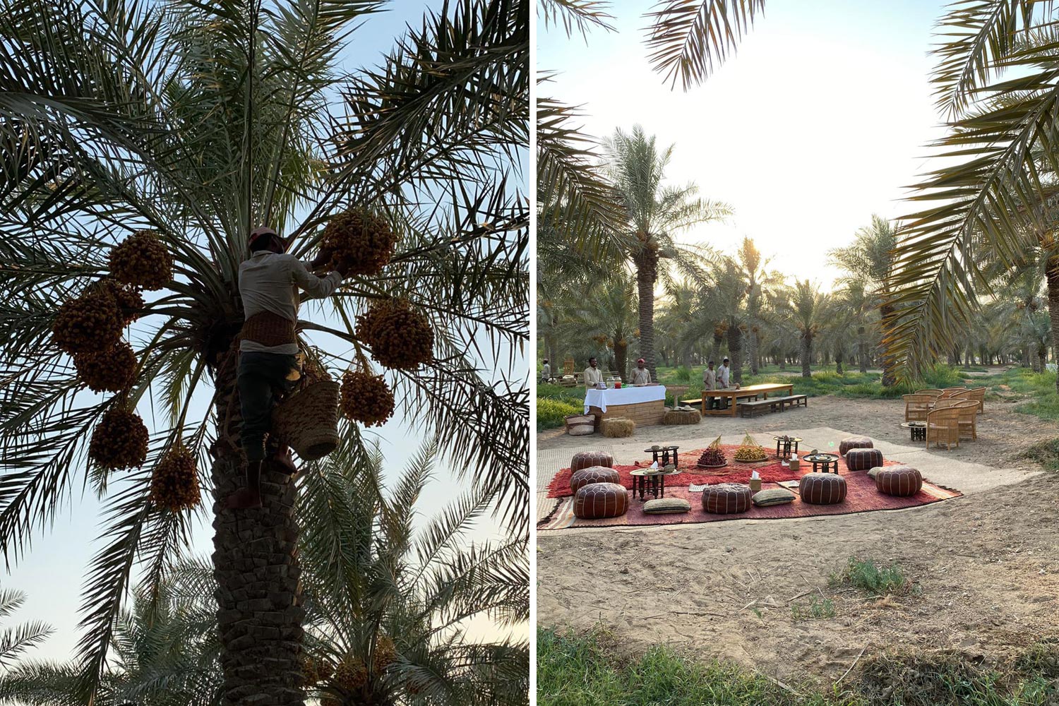 Harvest your own dates with this new experience at Heenat Salma Farm