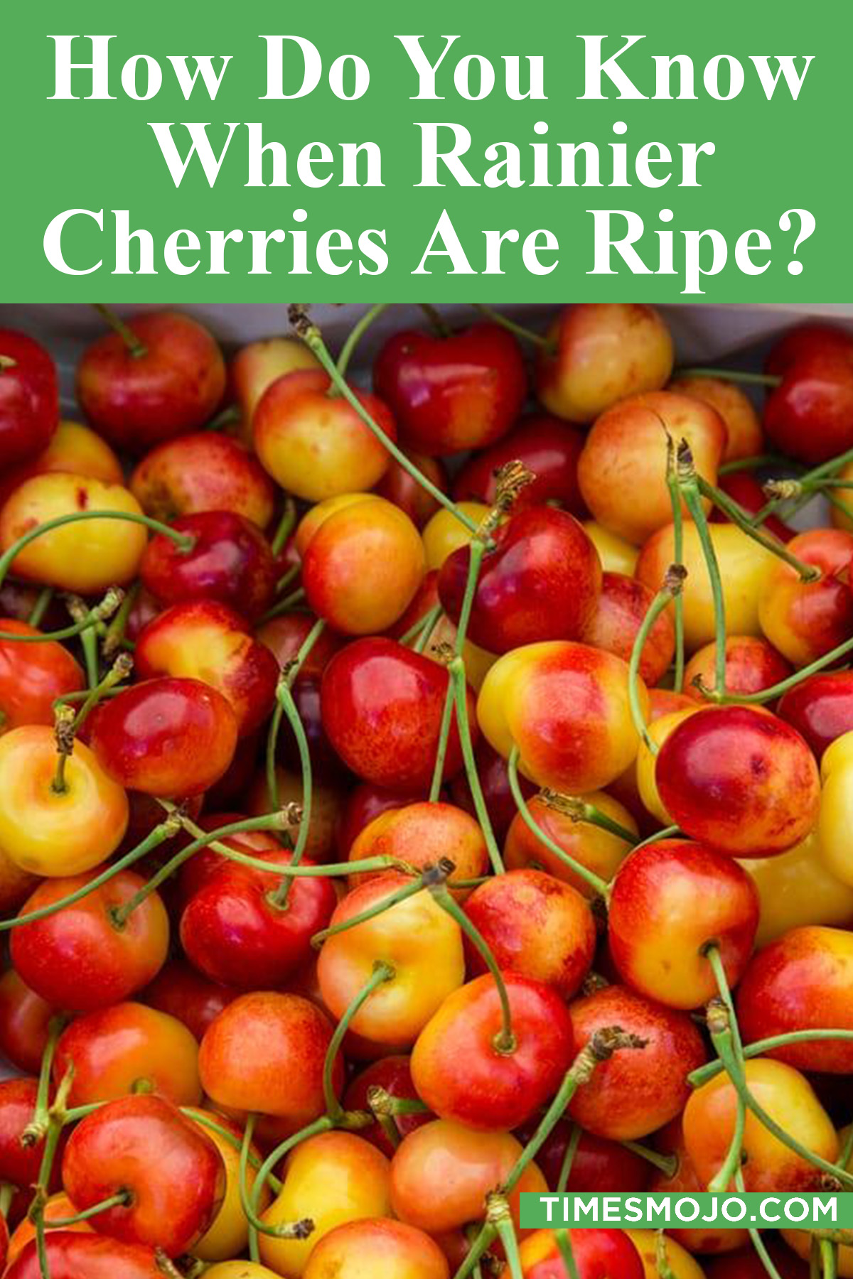 How do you know when Rainier cherries are ripe? TimesMojo