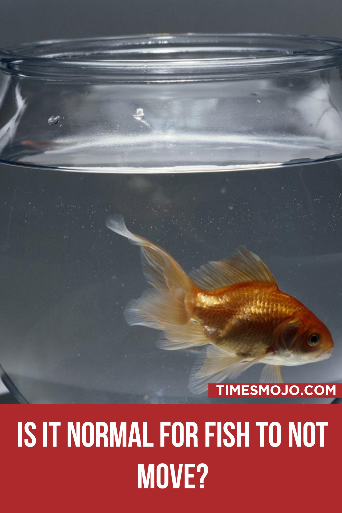 Is it normal for fish to not move? TimesMojo