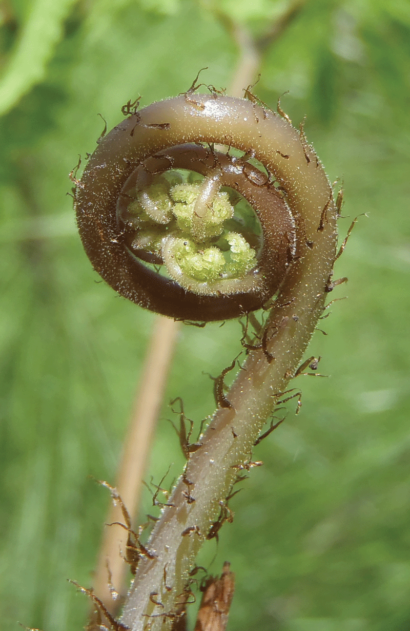 Times of the Islands Where the Few Ferns Grow