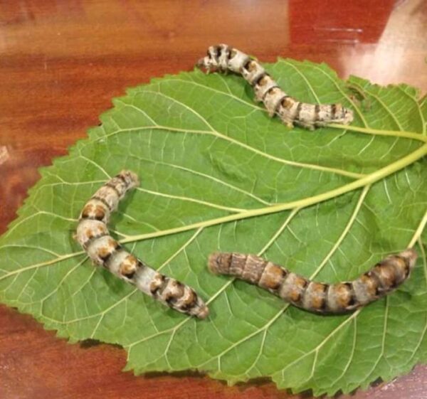 Bombyx mori eggs, the mulberry silk worm. Time to Breed